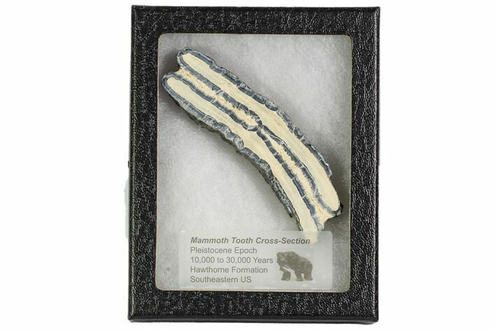 Mammoth Molar Slice With Case - South Carolina #106554